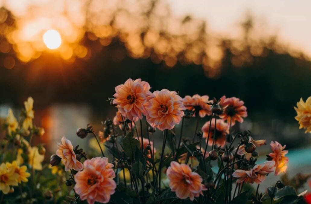 Apache Junction, AZ cremation services