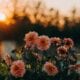 Apache Junction, AZ cremation services