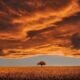 Mesa, AZ cremation services
