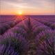 cremation services in Gilbert, AZ