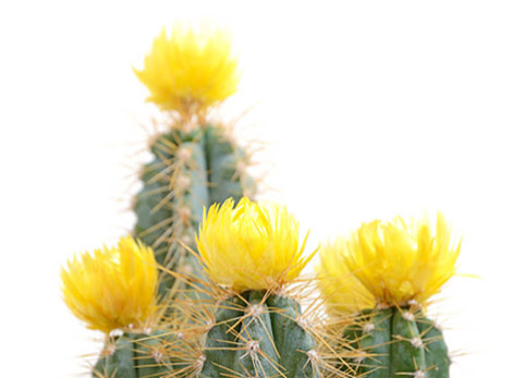 Cactus Direct Cremation Mesa AZ Cactus Direct Cremation Mesa AZ