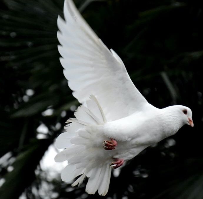 cremation service in Mesa, AZ