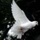 cremation service in Mesa, AZ