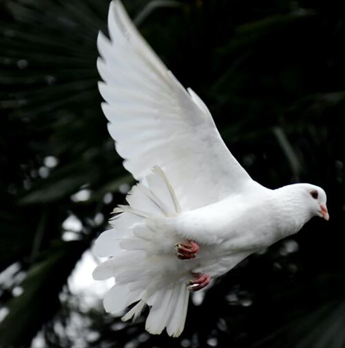 cremation service in Mesa, AZ