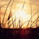 cremation service in Mesa, AZ