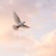 White dove flying against soft sunset sky, symbolizing peace, cremation services in Gilbert AZ