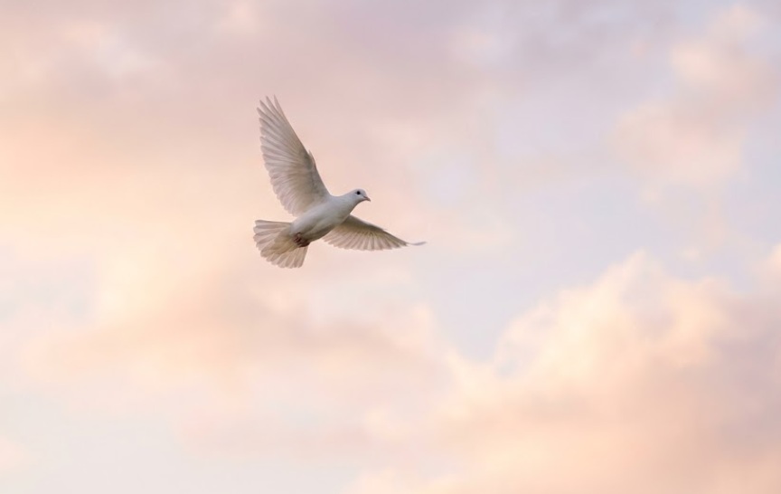 White dove flying against soft sunset sky, symbolizing peace, cremation services in Gilbert AZ