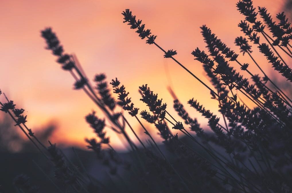 cremation service in Apache Junction, AZ