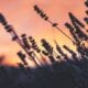 cremation service in Apache Junction, AZ