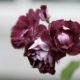 cremation services in Apache Junction, AZ