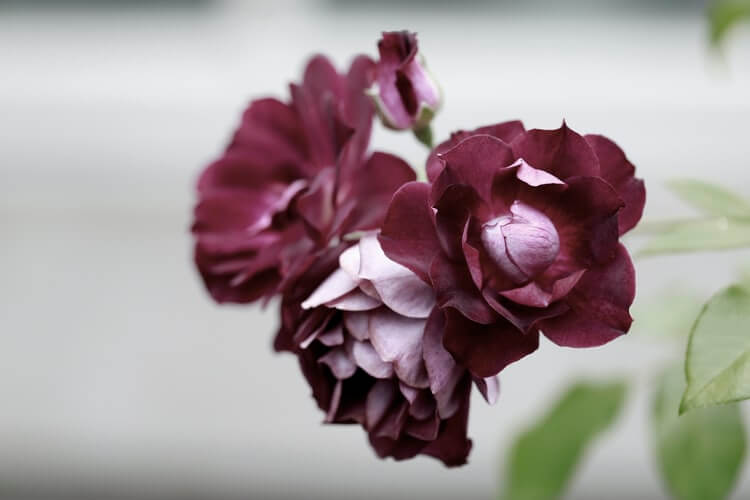 cremation services in Apache Junction, AZ