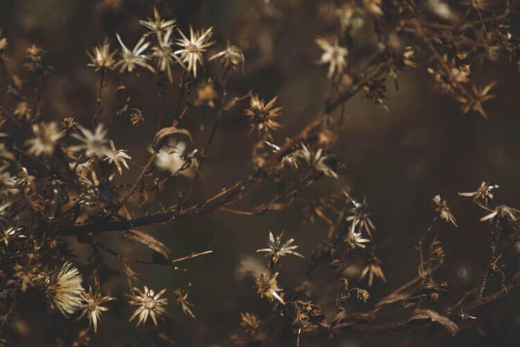 cremation services in Apache Junction, AZ