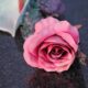 cremation services in Apache Junction, AZ