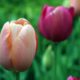 cremation services in Apache Junction, AZ