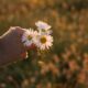 cremation services in Apache Junction, AZ