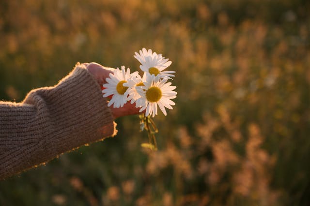 cremation services in Apache Junction, AZ