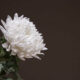 cremation services in Gilbert, AZ