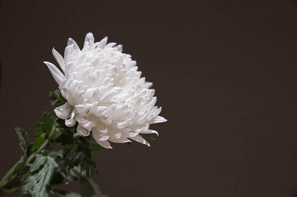 cremation services in Gilbert, AZ