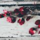 cremation services in Gilbert, AZ