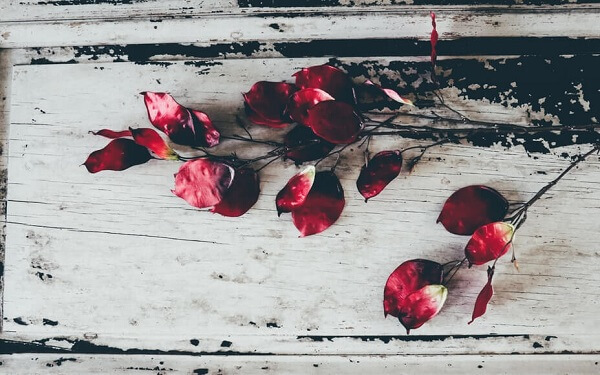 cremation services in Gilbert, AZ