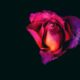 cremation services in Gilbert, AZ