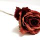 cremation services in Gilbert, AZ