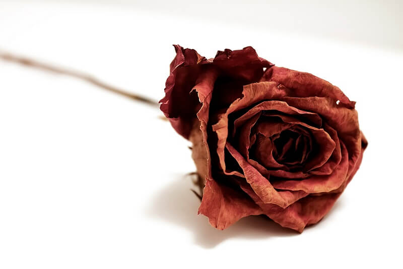 cremation services in Gilbert, AZ