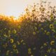 cremation services in Gilbert, AZ