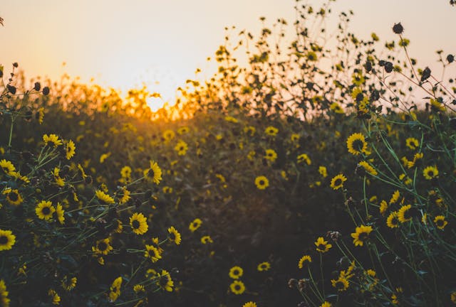 cremation services in Gilbert, AZ