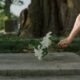 cremation services in Gilbert AZ