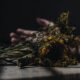 cremation services in Mesa, AZ