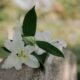 cremation services in Mesa, AZ