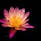 cremation services in Mesa, AZ