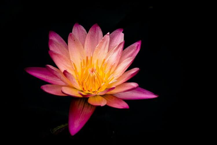 cremation services in Mesa, AZ