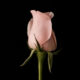 cremation services in Mesa, AZ