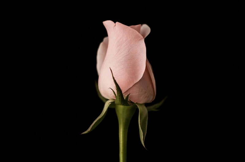 cremation services in Mesa, AZ
