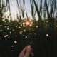 cremation services provider in Mesa, AZ