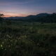 Fireflies glowing across a peaceful meadow at dusk for remembrance in Gilbert, AZ