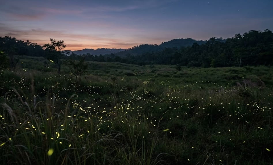 Fireflies glowing across a peaceful meadow at dusk for remembrance in Gilbert, AZ