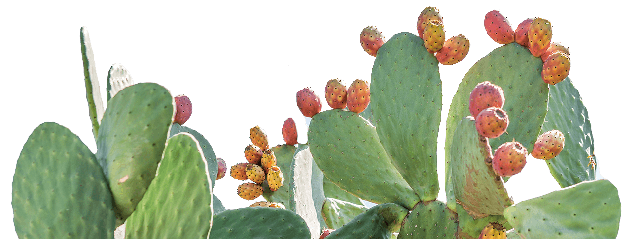 Home Cactus Direct Cremation Apache Junction AZ Home Cactus Direct Cremation Apache Junction AZ