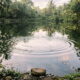 Calm pond with gentle ripples surrounded by lush greenery for reflection in Mesa, AZ