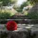 cremation services in Gilbert, AZ