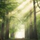 cremation services in Apache Junction, AZ