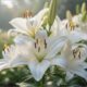 cremation services in Gilbert, AZ