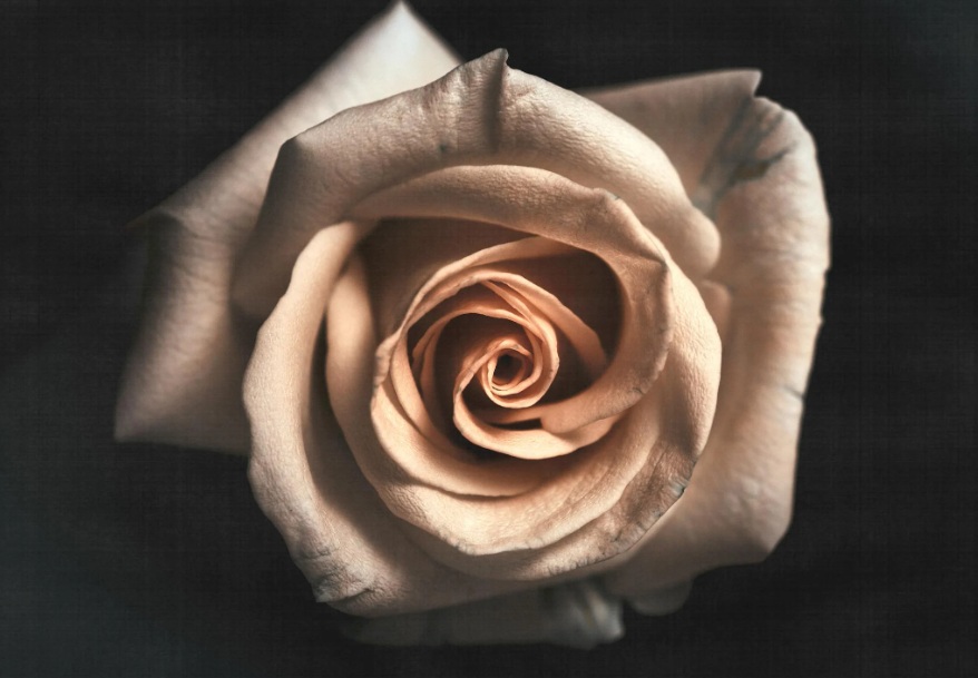 cremation services in Mesa, AZ
